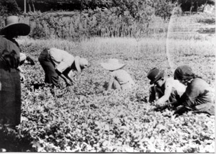 Il paese delle fragole